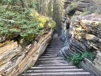 Die alte Athabasca Schlucht
