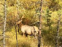 wo sind meine Weibchen hinf