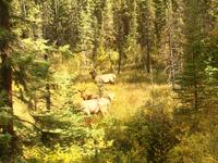 das Harem mit seinem Anfuehrer