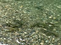 Coho Lachse beim laichen