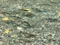 noch mehr laichende Coho