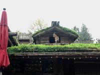 Coombs hat Ziegen auf dem Dach