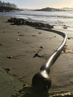 Kelp am Strand