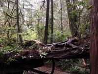 ueberleben im Regenwald