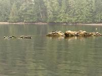 die Seehunde sonnen sich 