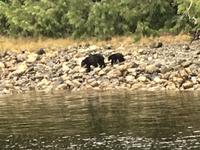 ich zeig dir wo die Krebschen wohnen