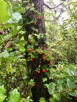 Dogwood Plant mal anders