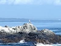 der weisse Pelikan hat sich verirrt !