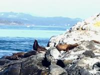 Kalifornia und Stellar Seeloewen