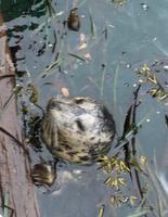 gefleckter Hafen-Seehund
