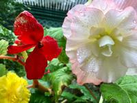 ueberdimensionel in Butchart Garten