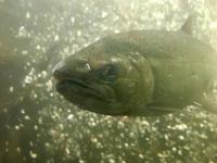 Coho Lachs in der Fischleiter