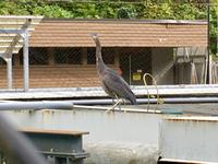 Der Fischreiher wartet geduldig