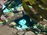 die Morchel schaut heraus