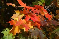 Wanderung Whisky Trail