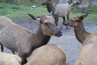 Wapitis im Omega Park