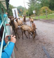 Wapitis im Omega Park. (2)