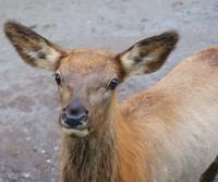 Wapitis im Omega Park (2)