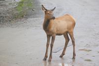 Wapitis im Omega Park (3)