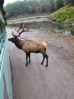Wapitis im Omega Park. (3)