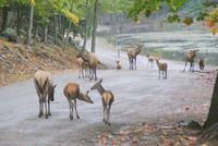 Wapitis im Omega Park. (5)