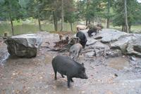 Wildschweine