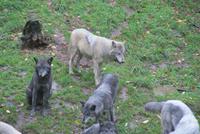 Wölfe  im Omega Park