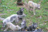 Wölfe  im Omega Park (2)