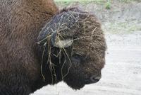 Bison (2)