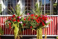 Blumenpracht in der Altstadt