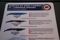 Whale Watching Tadoussac