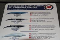 Whale Watching Tadoussac (2)