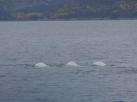 Whale Watching Tadoussac (7)