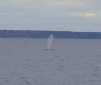Whale Watching Tadoussac (9)