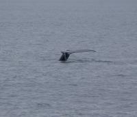 Whale Watching Tadoussac (11)