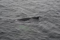 Whale Watching Tadoussac (14)