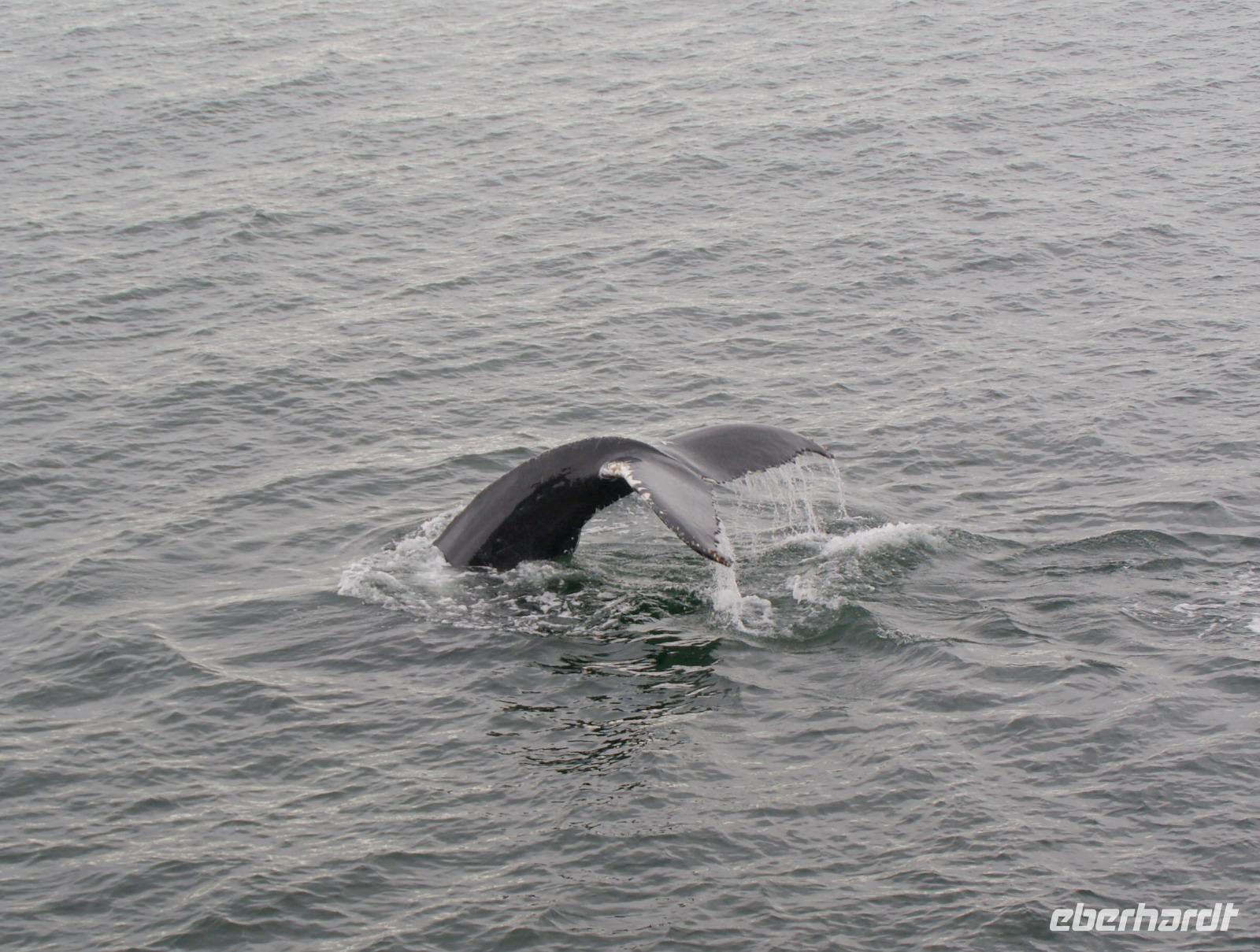 Whale Watching Tadoussac (17)