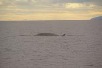 Whale Watching Tadoussac (20)