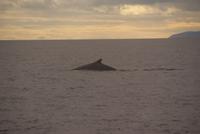 Whale Watching Tadoussac (22)