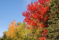 Indian Summer (10)