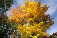 Canyon Saint Anne (2)