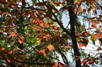 Indian Summer im St. Anne Canyon