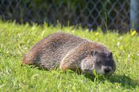 Murmeltier am Montmorency Wasserfalls