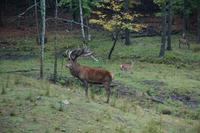 141 Park Omega Hirsch