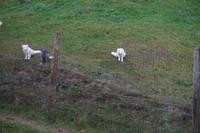 145 Park Omega Polarfüchse