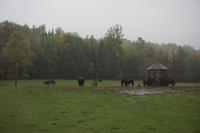 147 Park Omega Büffel