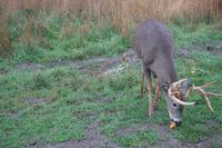 149 Park Omega Hirsch