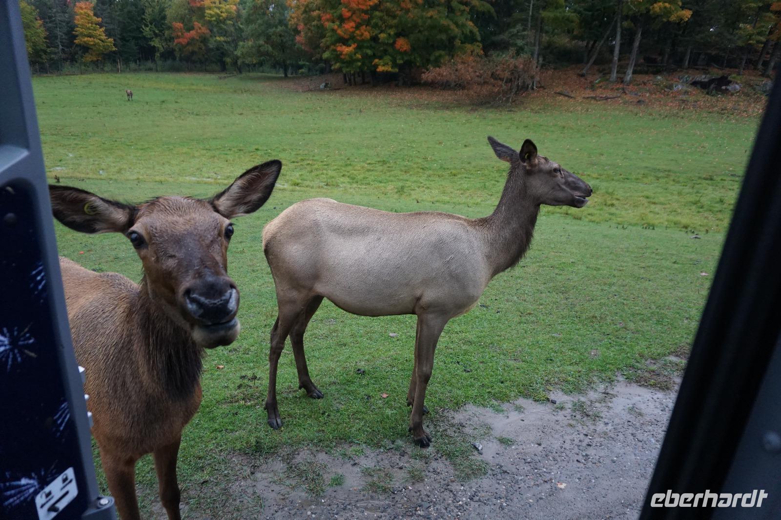 152 Park Omega Wapiti