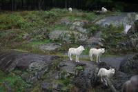 154 Park Omega Polarwölfe