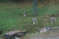 156 Park Omega Kojoten